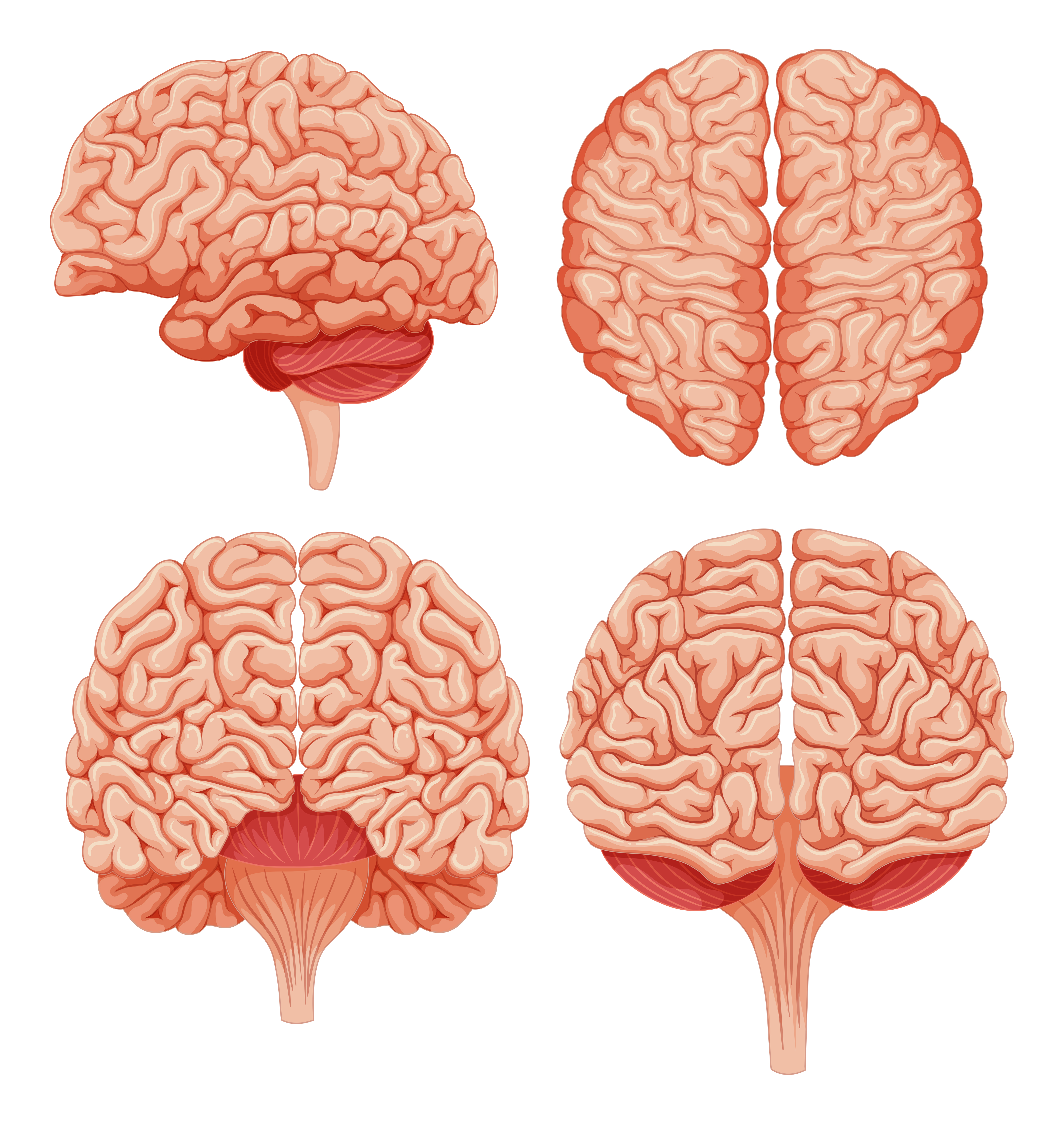 Human brain on white background 416737 Vector Art at Vecteezy