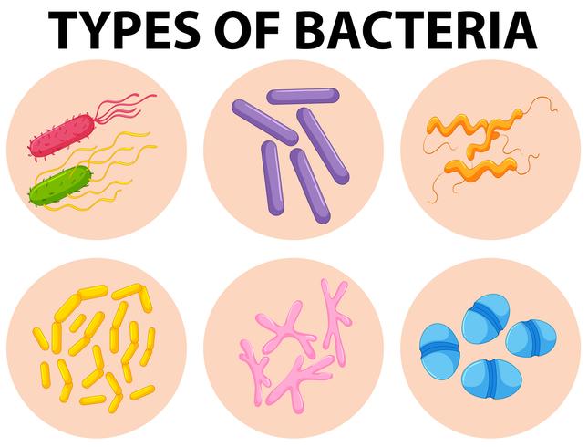 Different types of bacteria vector