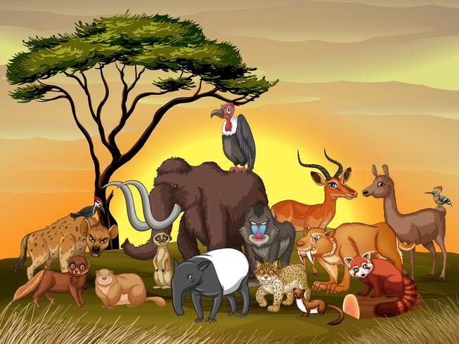 Wild animals in the savanna field vector