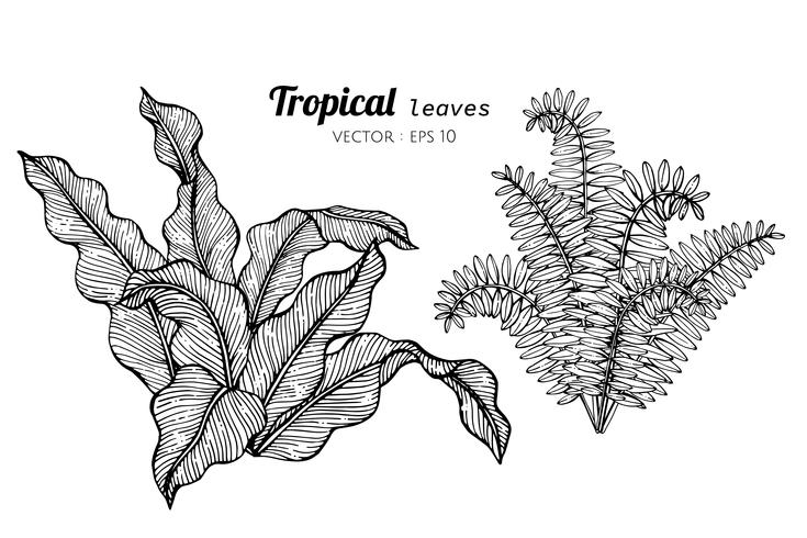 Collection set of Tropical leaves drawing illustration. vector