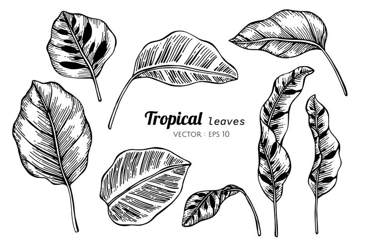 Collection set of Tropical leaves drawing illustration. vector