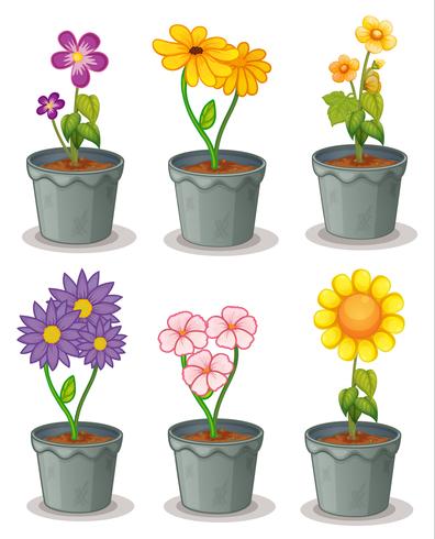 plantas vector