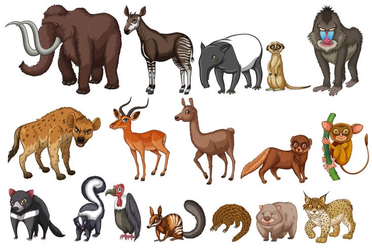 Rare animals vector