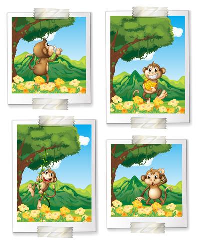 Monkeys vector
