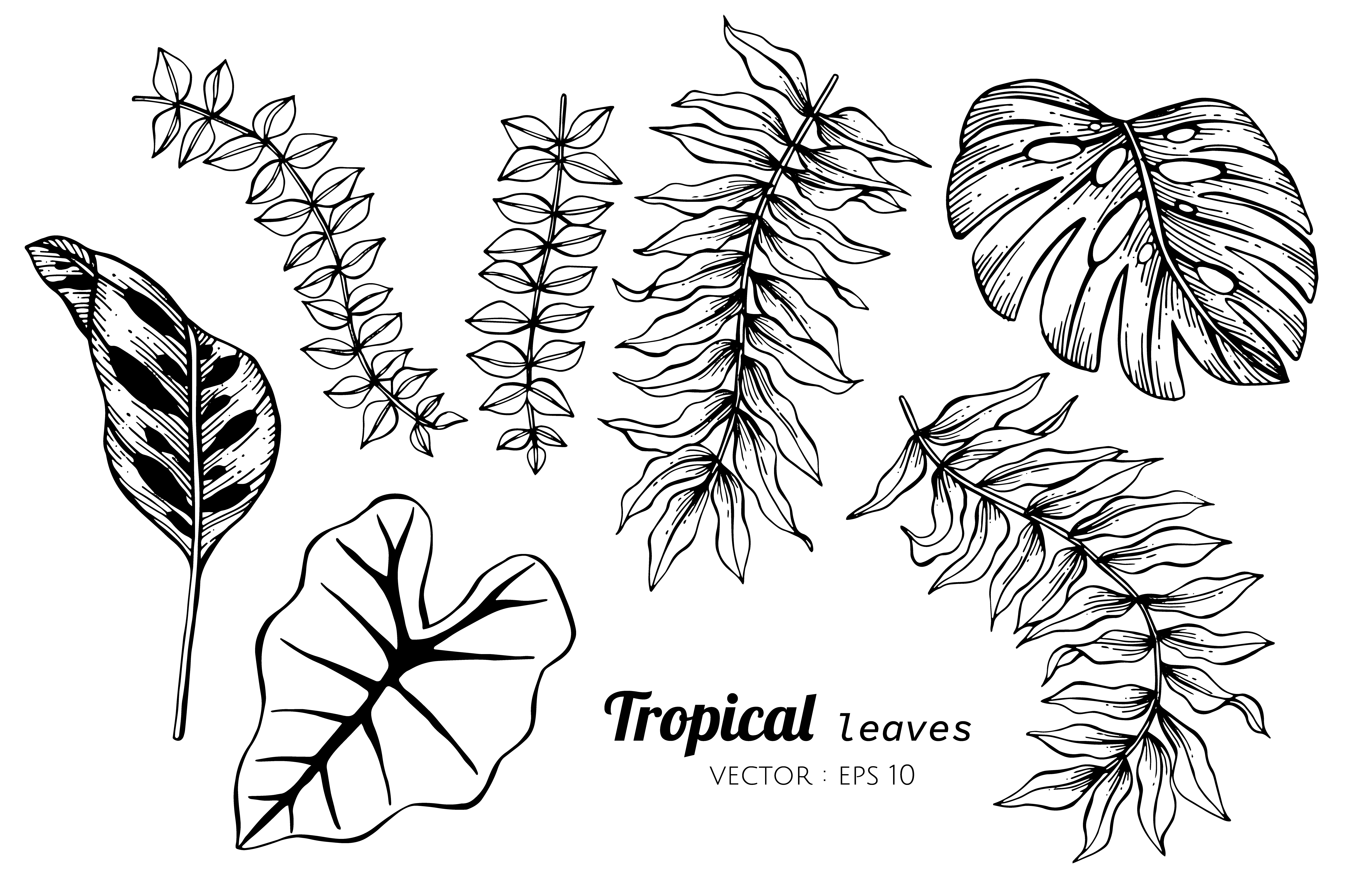 Collection set of Tropical leaves drawing illustration. 416992 Vector