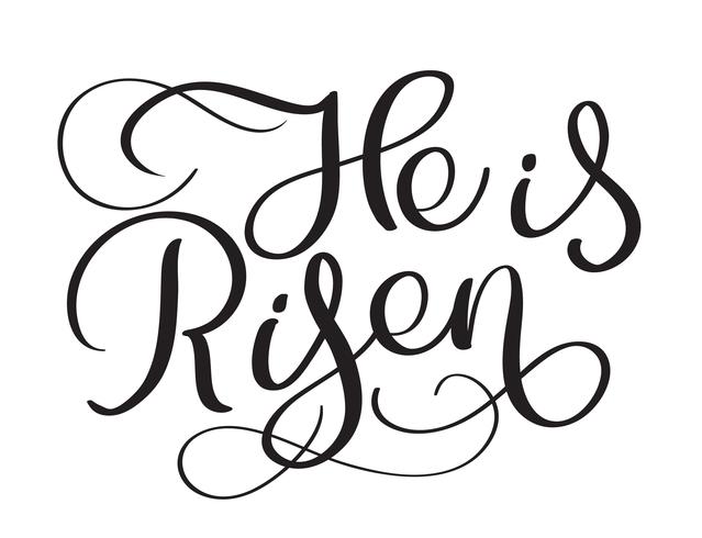 He is Risen text on white background. Calligraphy lettering Vector illustration EPS10