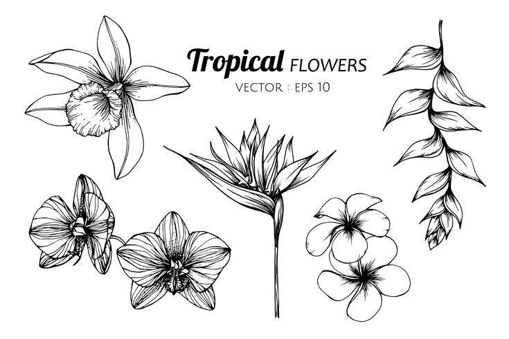 Conjunto de la colección del ejemplo tropical del dibujo de la flor. vector