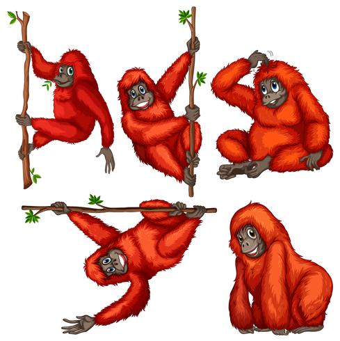 Orangutan vector