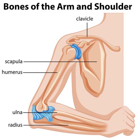 Huesos del brazo y hombro. vector