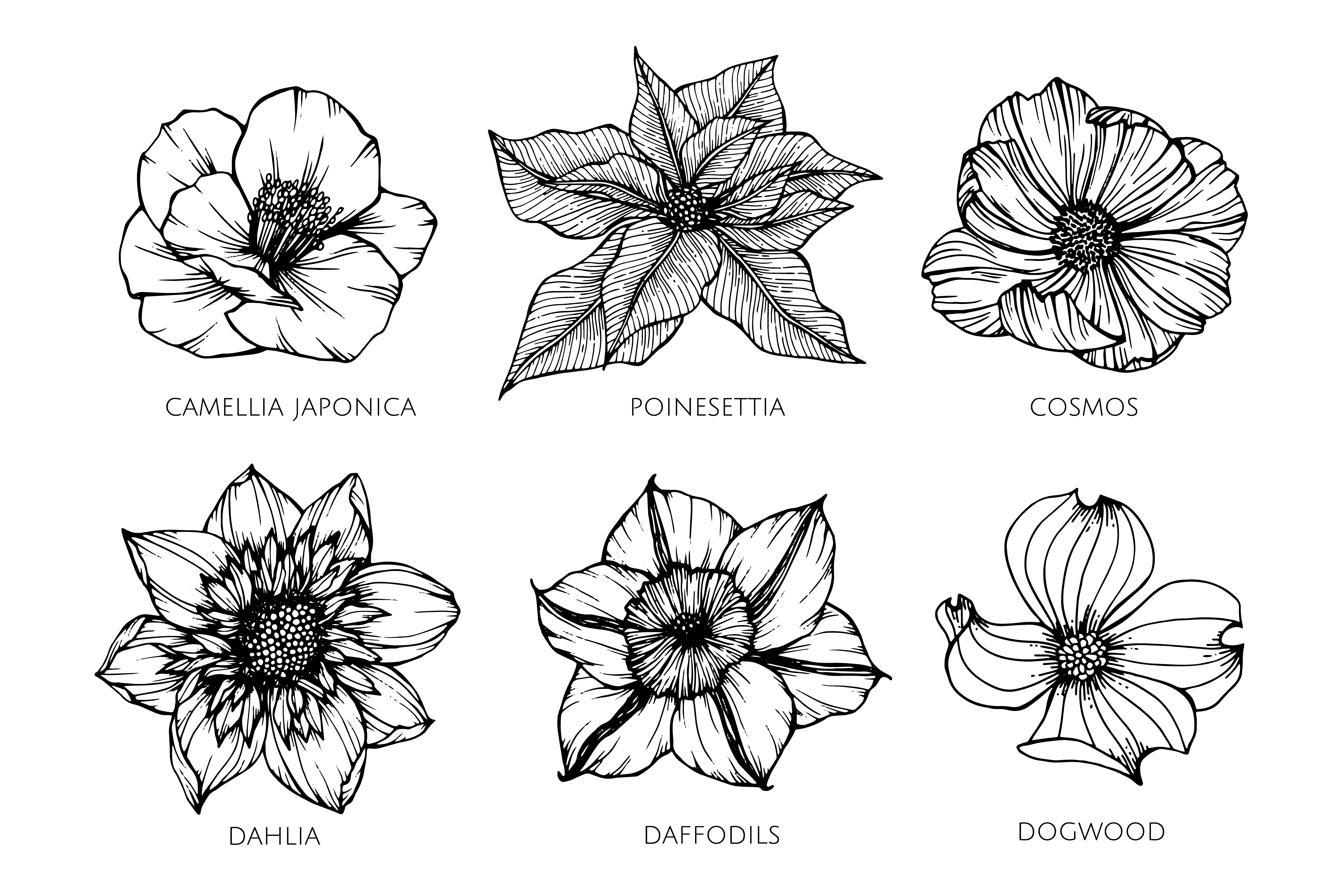 Collection set of flower drawing illustration. 417207 ...