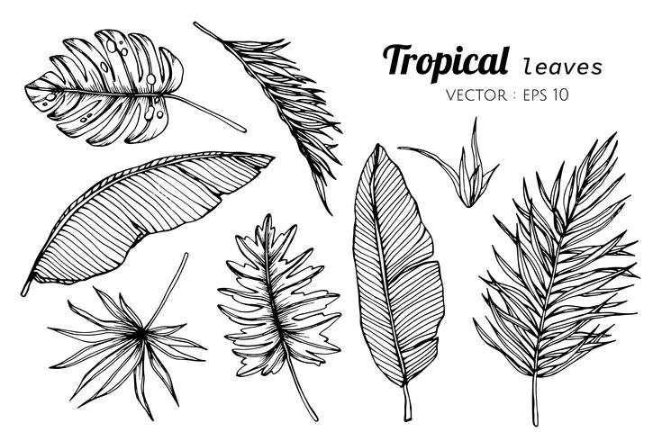 Collection set of Tropical leaves drawing illustration. vector