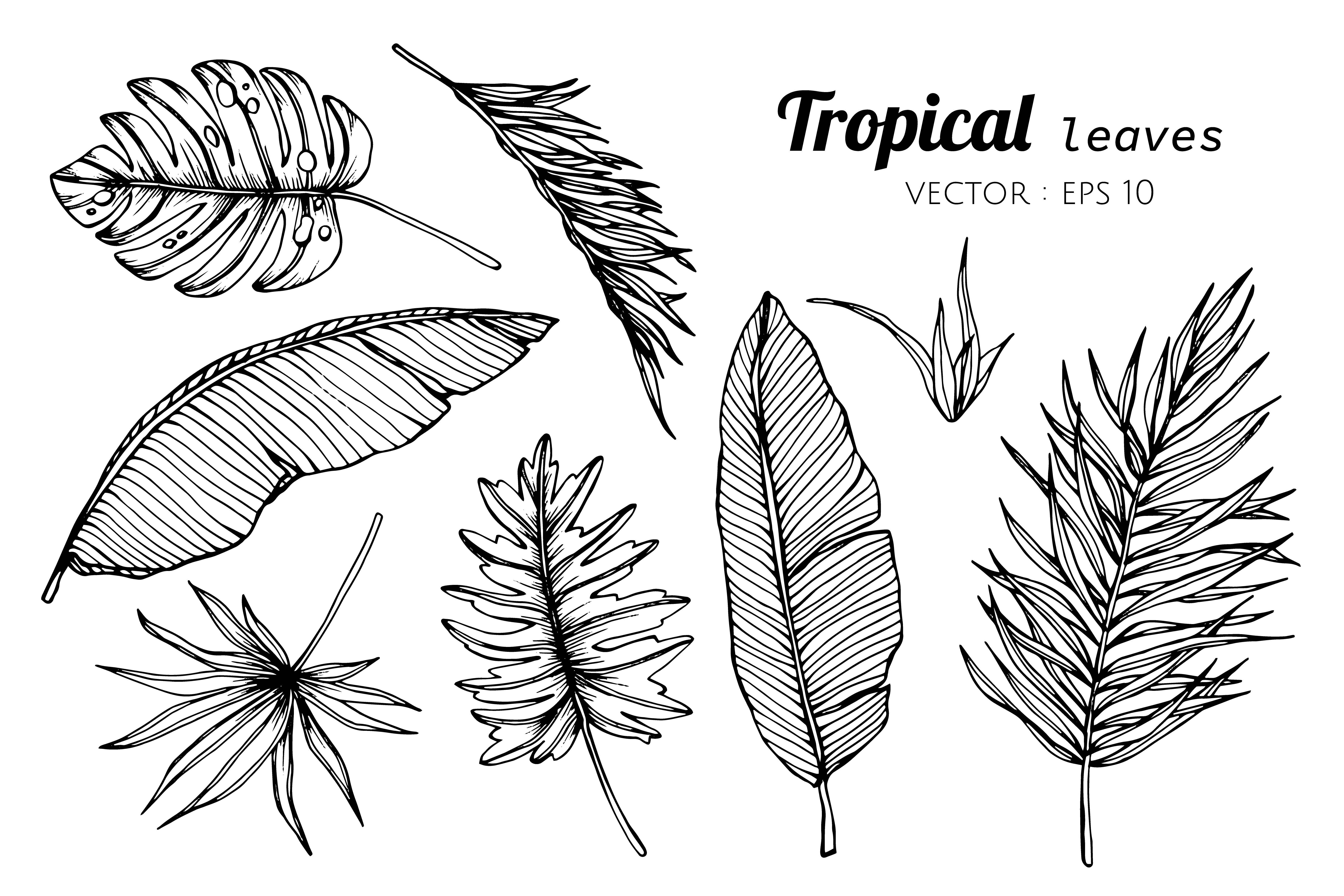 Collection set of Tropical leaves drawing illustration. 417314 Vector