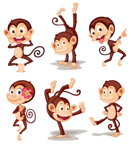 Monkey series vector