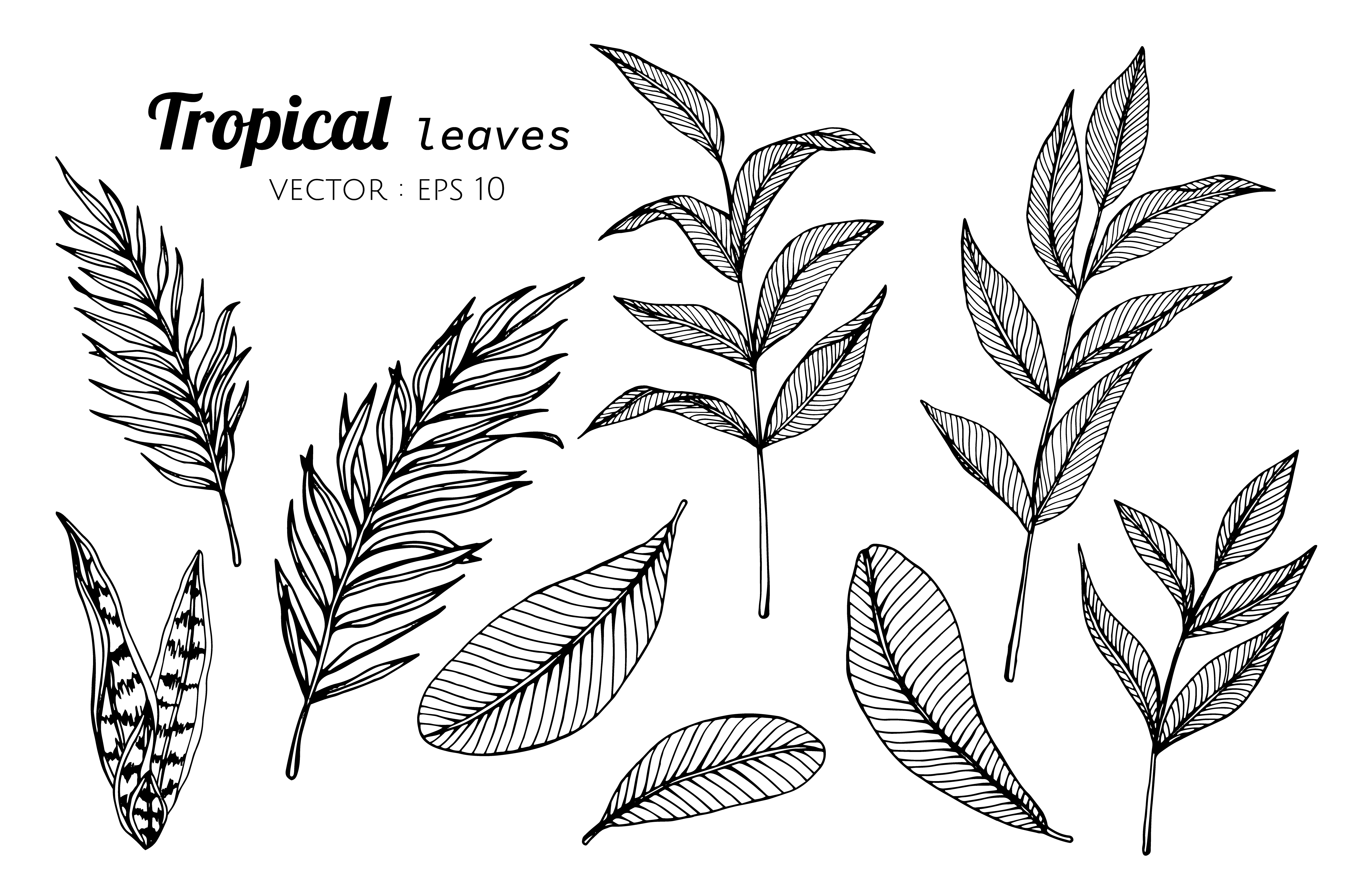 Palm Leaf Drawing : Palm Leaf Drawing : Drawing Leaf Palm Palm Leaf