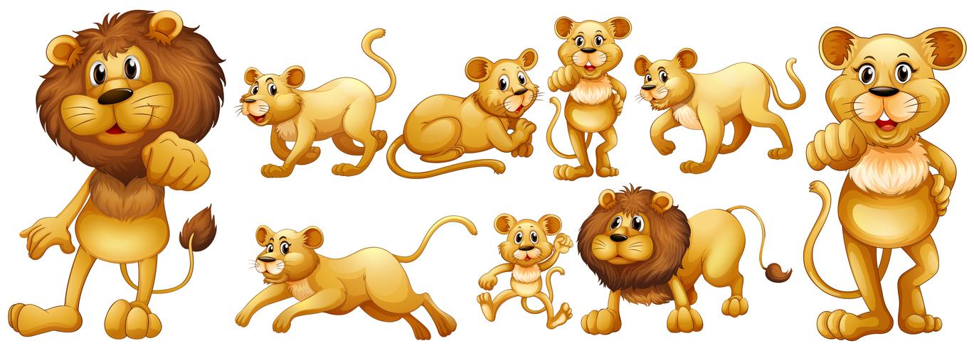 Conjunto de leones salvajes vector