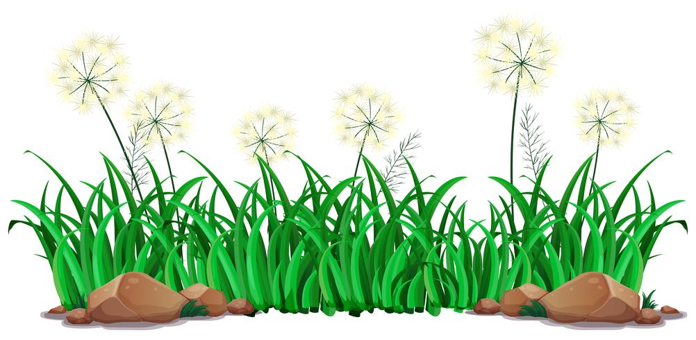 Isolated grass on white background vector