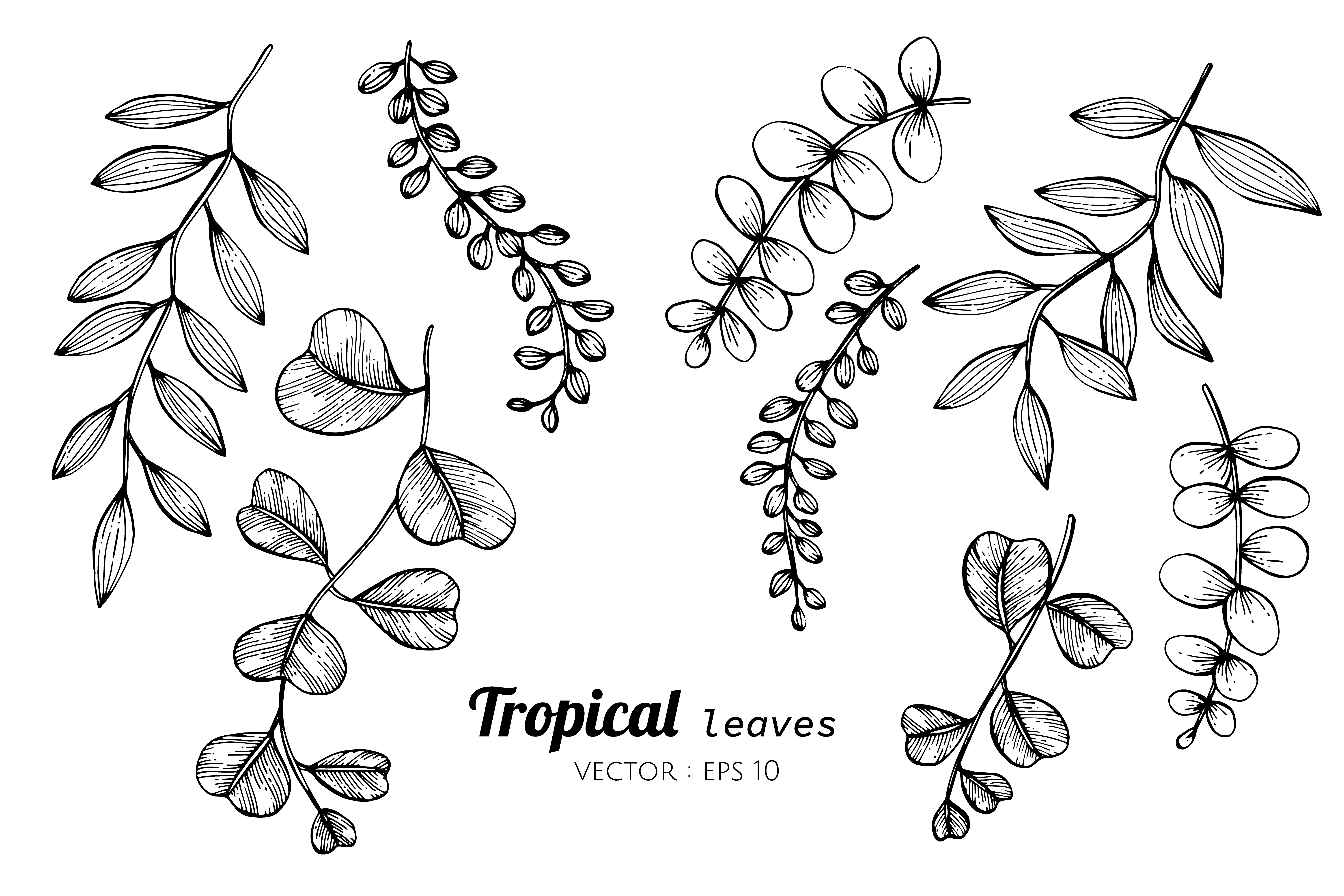 Collection set of Tropical leaves drawing illustration. 417433 Vector