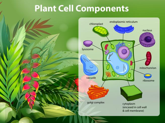 Diagrama de componentes de células vegetales vector