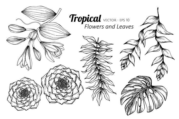 Collection set of Tropical flower and leaves drawing illustration. vector