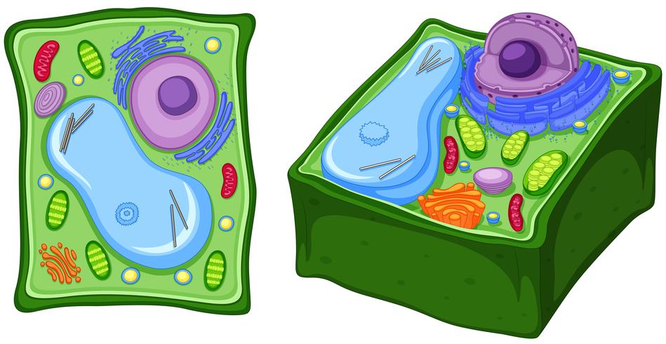 Cerrar diagrama de celula vegetal vector