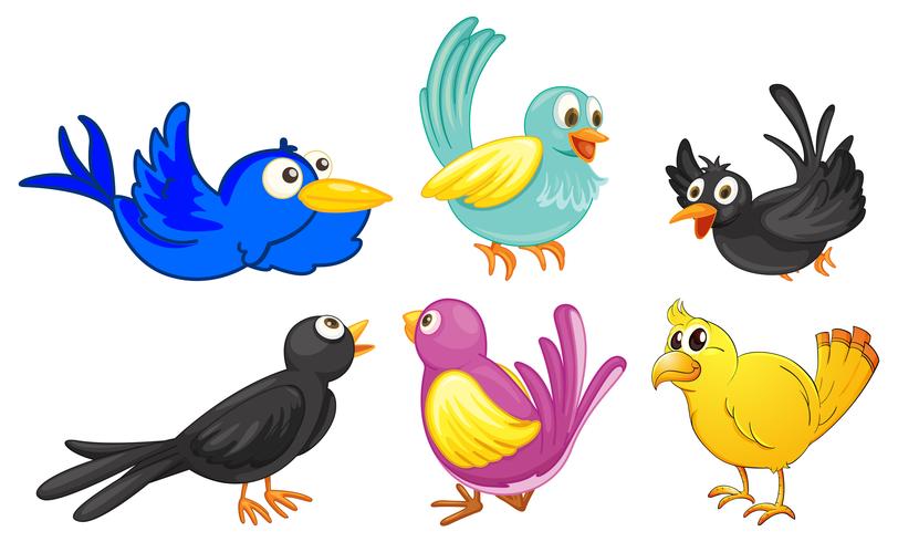 Aves con diferentes colores. vector