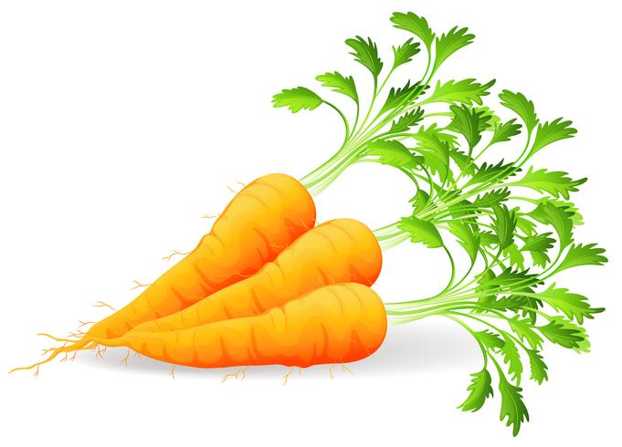 Zanahorias nutritivas vector