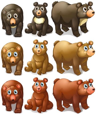 Collection of bears vector