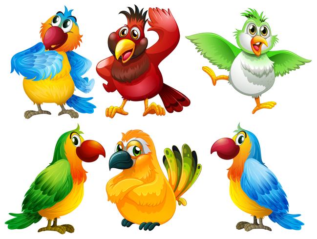 Birds vector