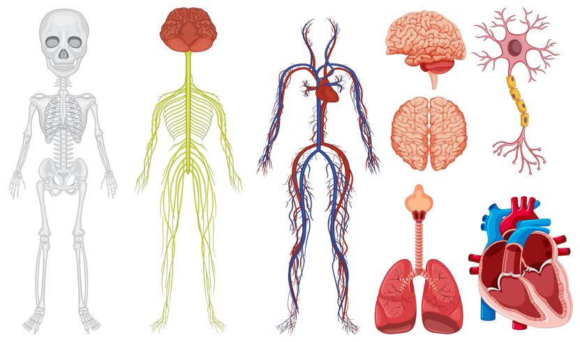 Different system in human body vector