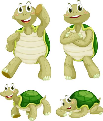 Turtles vector