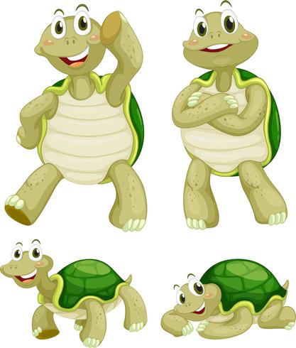 Tortugas vector