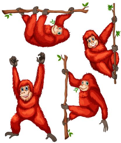 orangutan vector