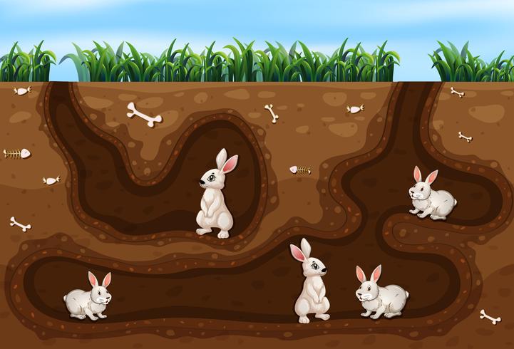 Rabbit Family Living in the Hole vector