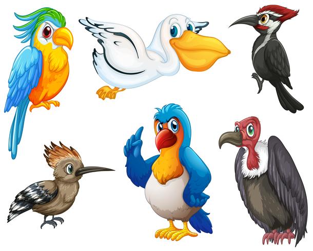 Birds vector