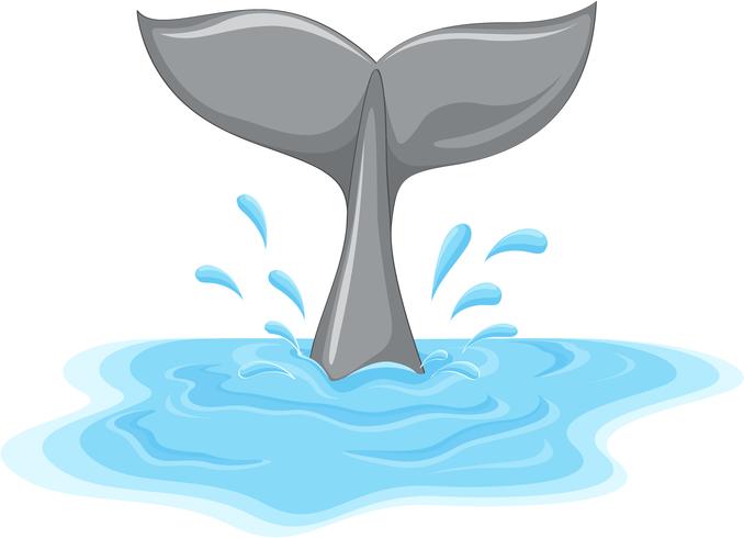 Whale tail vector