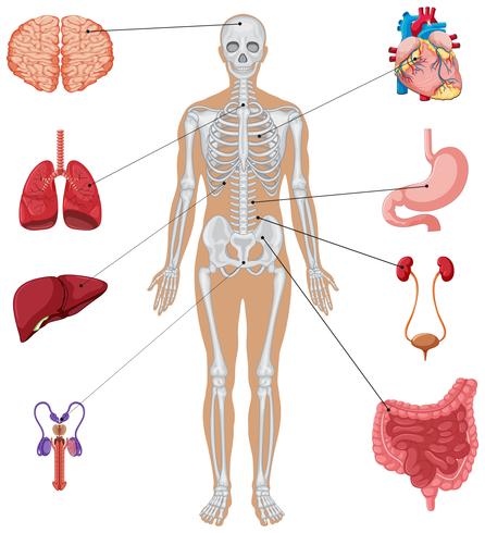 Órganos humanos sobre fondo blanco vector