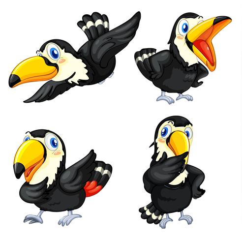 Toucan bird series vector