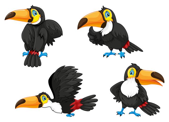Four toucans in different poses vector