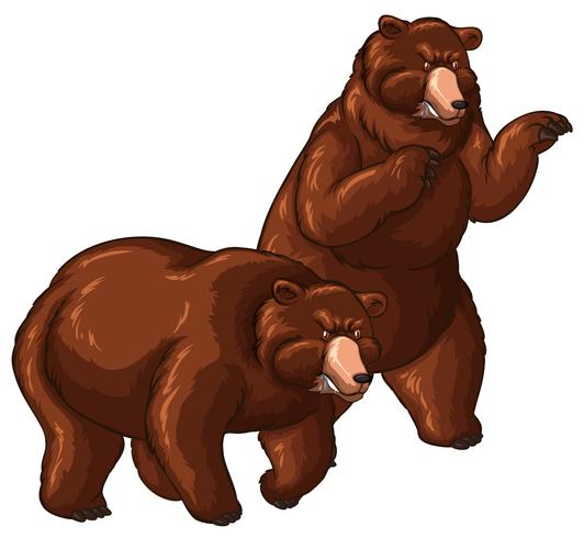 Two grizzly bears on white background vector