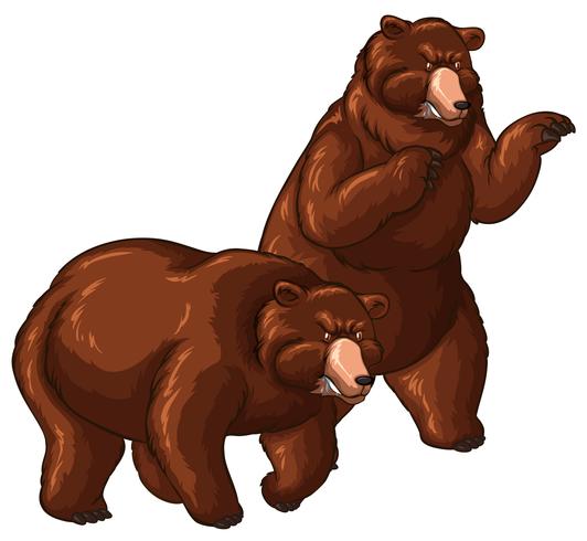 Dos osos grizzly sobre fondo blanco vector