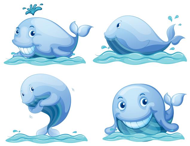 Blue whales vector