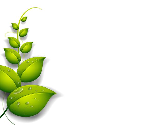 A green plant with water drops vector