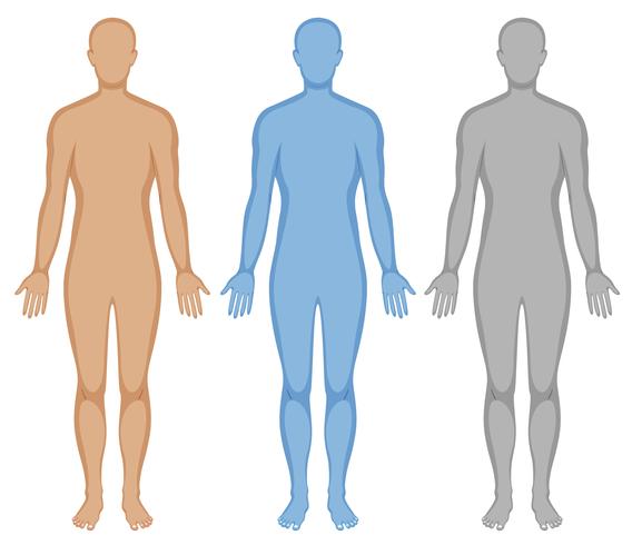 Human body outline in three colors vector