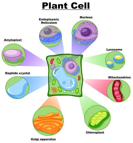 Diagram showing plant cell vector