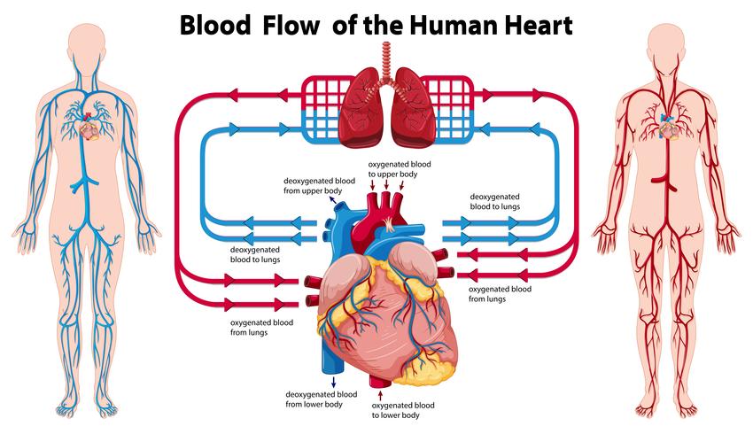 Diagram showing blood flow of the human heart vector