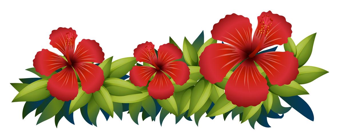 Red hibiscus in green bush vector