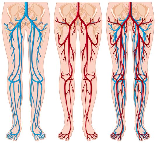 Diagram showing blood vessels in human vector