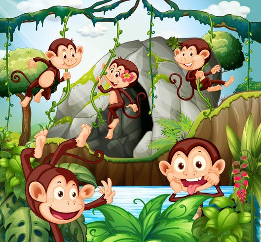 Monkey hanging on vine in forest vector