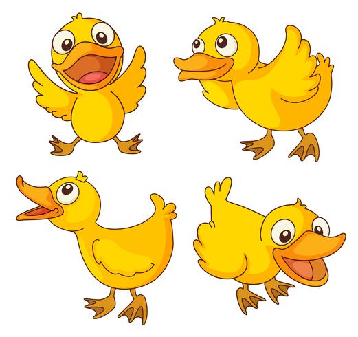 Chicks vector