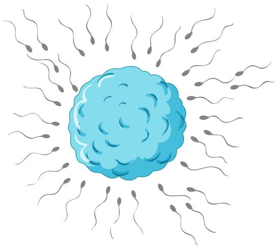 Fertilización con esperma y huevo. vector